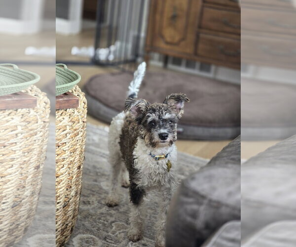 Medium Photo #5 Poodle (Miniature)-Unknown Mix Puppy For Sale in Sandy, UT, USA