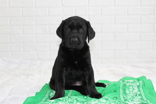 Labrador Retriever Puppy for sale in SAUKVILLE, WI, USA
