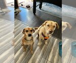 Small Photo #4 Beagle-Unknown Mix Puppy For Sale in Rockaway, NJ, USA