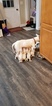 Small #64 Bull Terrier