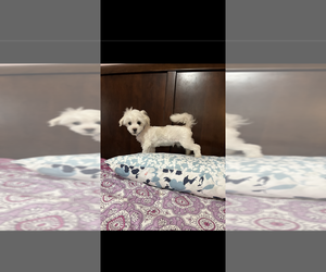 Father of the Maltese-Poodle (Toy) Mix puppies born on 03/13/2025