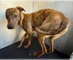 Small Black Mouth Cur Mix