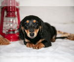 Small #4 Dachshund
