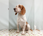 Small Photo #8 Beagle Puppy For Sale in Murfreesboro, NC, USA