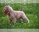 Small #15 Cocker Spaniel