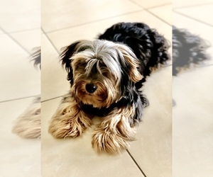 Yorkshire Terrier Puppy for sale in FORT PIERCE, FL, USA