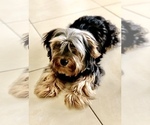 Small Photo #1 Yorkshire Terrier Puppy For Sale in FORT PIERCE, FL, USA