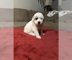 Great Pyrenees Puppy for Sale in GILBERT, South Carolina USA