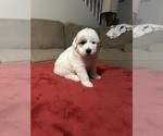Image preview for Ad Listing. Nickname: Litter of 9
