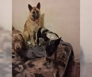 Marla - Female Gerberian Shepsky Dog for Adoption - Photo #2