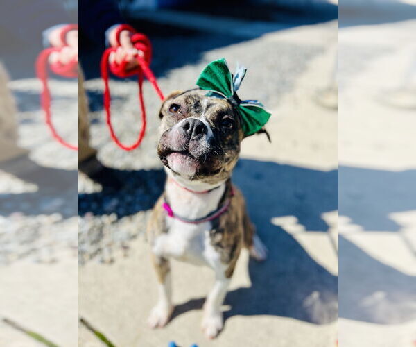 Medium Photo #2 Mutt Puppy For Sale in Jackson , NJ, USA