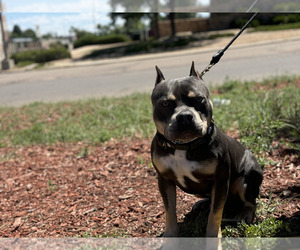 American Bully Puppy for Sale in GREELEY, Colorado USA
