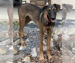 Small Photo #7 Mutt Puppy For Sale in Menifee, CA, USA