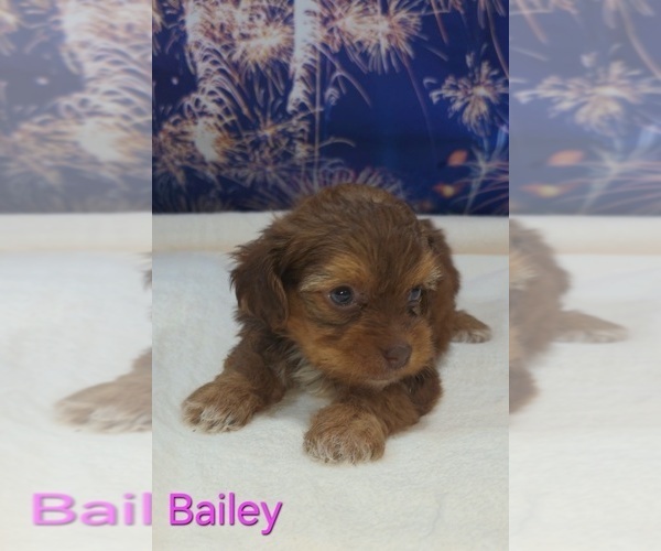 Medium Photo #6 Yorkipoo Puppy For Sale in AZLE, TX, USA