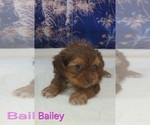 Small #5 Yorkipoo