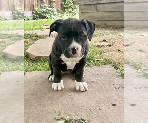 Bullypit Puppy for sale in LITTLETON, CO, USA