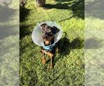 Small Photo #2 Chihuahua-Unknown Mix Puppy For Sale in San Martin, CA, USA
