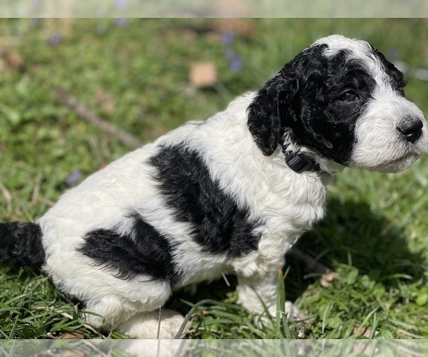 Medium Photo #5 Goldendoodle Puppy For Sale in LOTHIAN, MD, USA