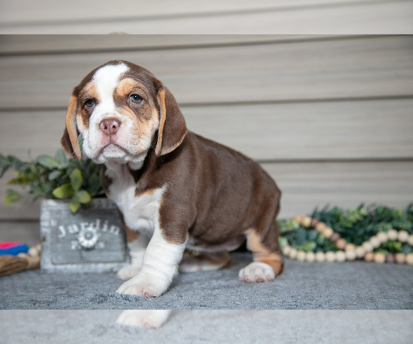 Medium Photo #11 Beabull Puppy For Sale in MILLERSBURG, OH, USA