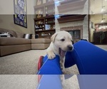 Small #57 Labrador Retriever