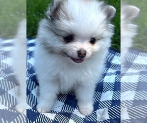 Pomeranian Puppy for sale in LISLE, IL, USA