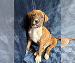 Small Mutt