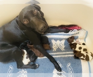 Mother of the German Shorthaired Pointer puppies born on 05/17/2023