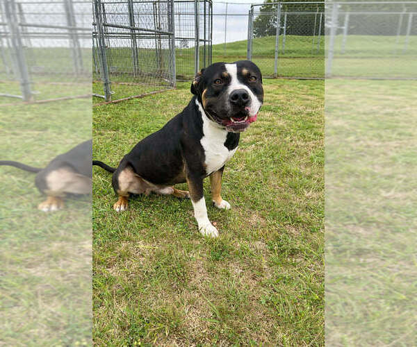 Medium Photo #5 Mutt Puppy For Sale in Abbeville, LA, USA