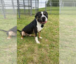 Small #4 Mutt