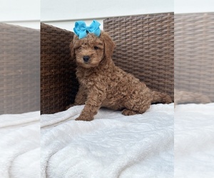 Goldendoodle (Miniature) Puppy for sale in ORLANDO, FL, USA