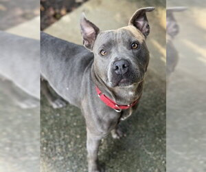 Mutt Dogs for adoption in North Myrtle Beach, SC, USA