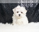 Puppy Mia AKC Maltese