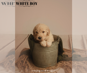 Pyredoodle Puppy for sale in TIPTON, IN, USA