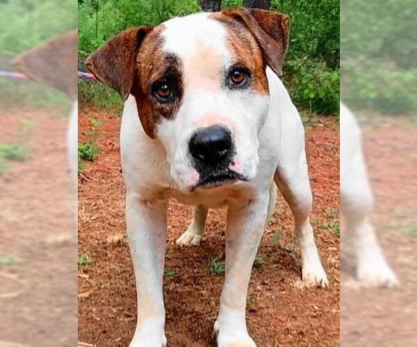 Medium Photo #2 Boxer-Unknown Mix Puppy For Sale in Frankston, TX, USA