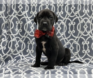 Great Dane Puppy for sale in LAKELAND, FL, USA