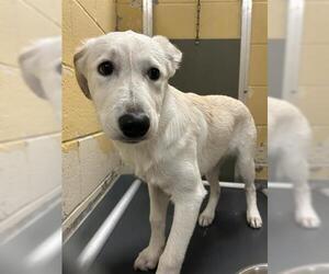 Golden Retriever-Unknown Mix Dogs for adoption in Tulsa, OK, USA