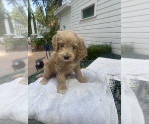 Goldendoodle mix (+ Poodle Standard) Puppy for sale in SAN JOSE, CA, USA
