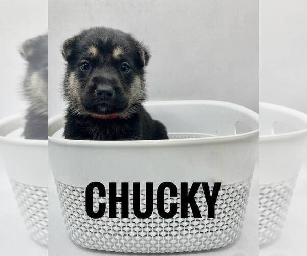 Medium Photo #1 German Shepherd Dog Puppy For Sale in LORIS, SC, USA