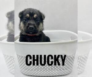 Medium German Shepherd Dog