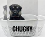 Puppy Chucky German Shepherd Dog