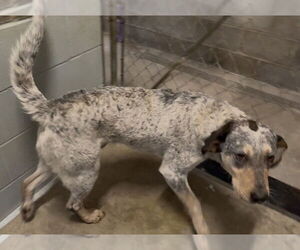 Coonhound-Unknown Mix Dogs for adoption in Sistersville, WV, USA