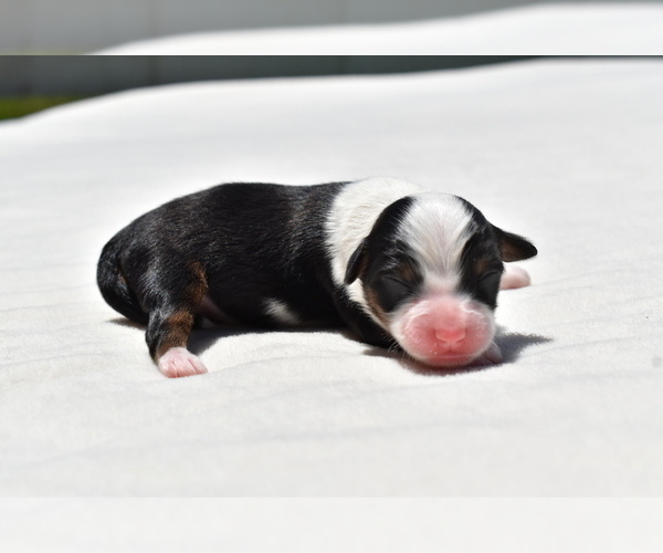 Medium Photo #2 Miniature Australian Shepherd Puppy For Sale in PALM COAST, FL, USA