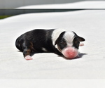 Small #1 Miniature Australian Shepherd
