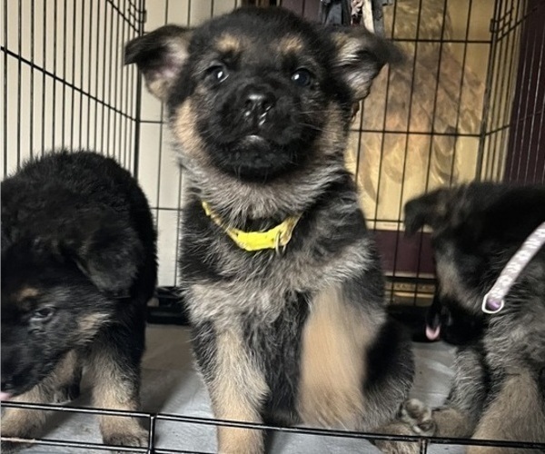 Medium Photo #6 German Shepherd Dog Puppy For Sale in SUMPTER TWP, MI, USA