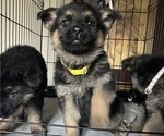 Small Photo #6 German Shepherd Dog Puppy For Sale in SUMPTER TWP, MI, USA