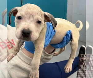 American Pit Bull Terrier-Unknown Mix Dogs for adoption in Waco, TX, USA