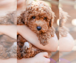 Small Photo #2 Poodle (Toy) Puppy For Sale in ANTELOPE, CA, USA
