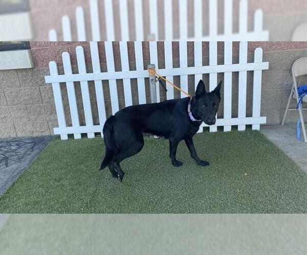 Medium Photo #1 German Shepherd Dog Puppy For Sale in Modesto, CA, USA