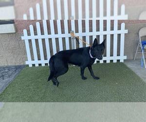 German Shepherd Dog Dogs for adoption in Modesto, CA, USA