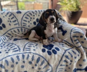 Medium Dachshund